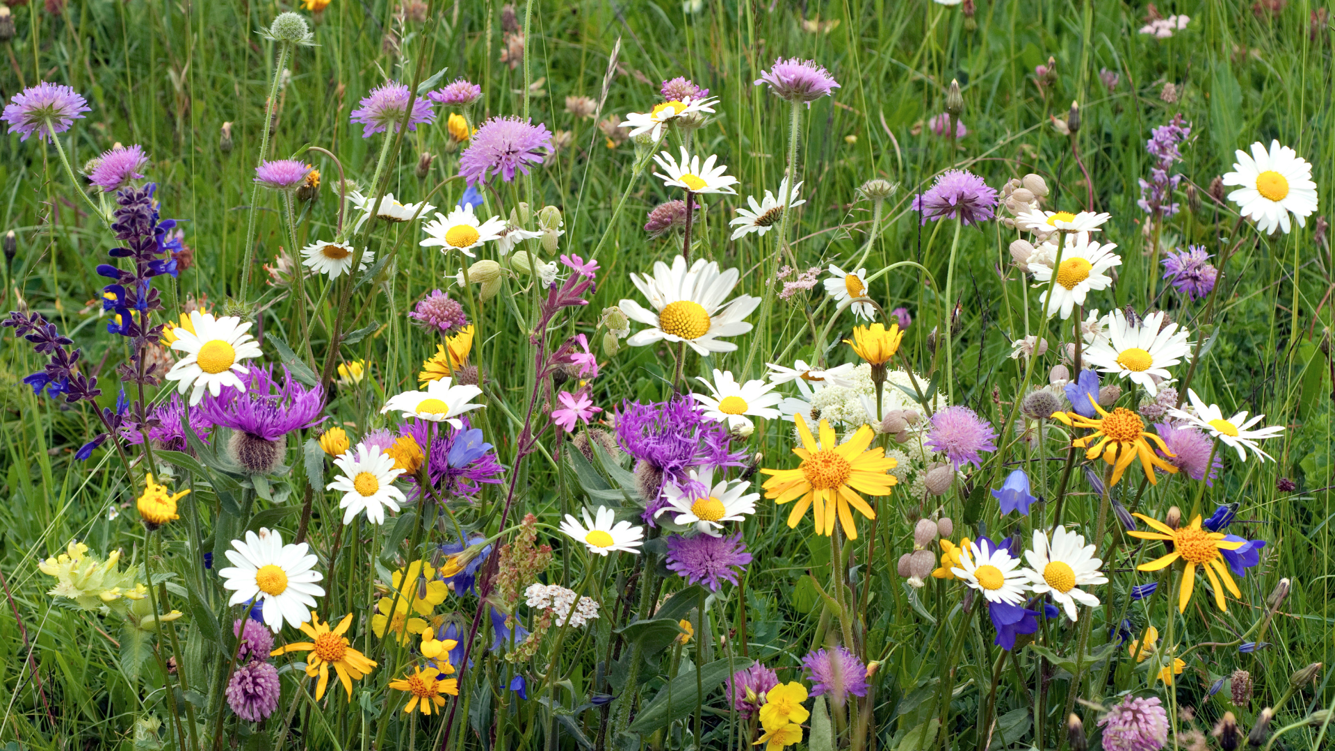 Spring Bloom